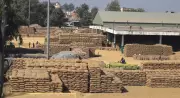 Probe Reveals Massive Irregularities in Haryana Paddy Procurement Scam