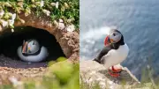 Puffin Cams Return to Farne Islands for Adorable Seabird Watching