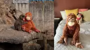 Punch the Viral Lonely Monkey Grows Up with Playful Antics
