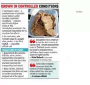 Pune Airport Sees Shift to Hydroponic Weed Smuggling, Gold Loses Appeal