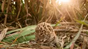 Pune MLRC Rescues 100+ Leopards, Reunites 112 Cubs Since 2018