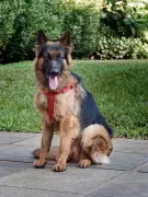 Pune Vet Saves Dog from Kidney Failure with Advanced Dialysis