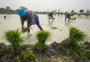 Punjab Braces for Record 18,000 MW Power Demand as Paddy Season Begins