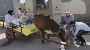 Punjab Congress Chief Warring, Wife Arrive at Polling Booth on Bullock Cart, Slam Centre Over Fuel Price Hike