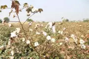 Punjab cotton sowing hits only 32% of target amid delays and pest fears