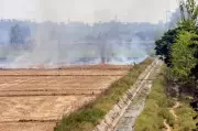 Punjab Reports 47 Farm Fires, Total Hits 9,615; Ferozepur Worst Hit