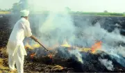 Punjab Sees Dip in Farm Fires After 9-Day Surge, 39 Cases on May 6