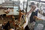 Punjab to Issue Fresh Stray Dog Guidelines in 3 Days: Local Bodies Secretary
