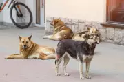 Punjab to Launch Drive Against Stray Dogs Posing Threat to Human Life on May 22