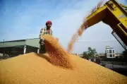 Punjab Wheat Procurement Nears End, Lifting of Grain Remains a Concern
