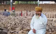 Punjab Wheat Procurement Nears Target as 2306 Centres Shut