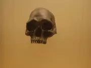 Queensland Skull: How a 1960s Discovery Reshaped Human Evolution Studies