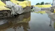Rain Wreaks Havoc at Gohana Grain Market, Lakhs of Quintals of Wheat Damaged