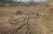 Rajasthan Forest Officer Faces Action for Sharing RTI Documents in Illegal Felling Case