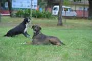 Rajasthan Forms Panel to Survey Stray Dogs After SC Directive