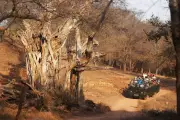 Rajasthan's Tiger Population Surges from 18 to 140 in Two Decades
