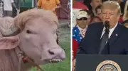 Rare Albino Buffalo Resembling Donald Trump Goes Viral in Bangladesh