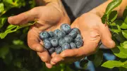 Rare Blueberry Species Rediscovered in Arunachal After 188 Years