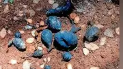Rare 'Earth Mango' Fungus Unearthed in Kerala Sparks Scientific Interest