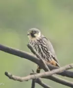 Rare Eurasian Hobby Falcon Spotted in Vadodara by Mother-Daughter Duo
