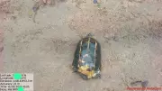 Rare Himalayan Turtle Discovered in Chhattisgarh Tiger Reserve