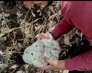 Rare Rescue: Seven-Foot Python and 10 Eggs Safely Retrieved from Farm in Amravati