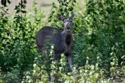 Rare Sambar Deer Rescued in Haryana's Fatehabad District