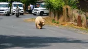Rare White Sloth Bear Attacks Villager in Chhattisgarh, Sparks Panic