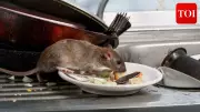 Rat Found Crawling Through Condiments at Chicago McDonald's, Video Goes Viral