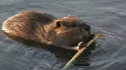 Reform UK-Led Council Backs Beaver Release for Flood Control in Leicestershire
