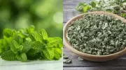 Regrow Mint, Oregano, and More Herbs from Kitchen Scraps Easily