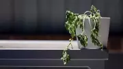 Remove These 5 Unlucky Plants from Home for Good Luck and Positive Energy