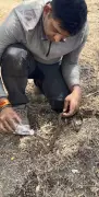 Rescuers Save Dehydrated Snake in Pune's Urban Forest, Video Goes Viral