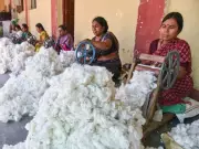 Reviving Cotton Sector: Real Challenge Lies in Ground-Level Execution