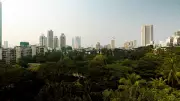 Roads vs Trees: How Mumbai's Planners Are Destroying the City