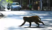 Rogue Monkey Attacks 43 in Kolhapur Village, Rescue Teams Struggle