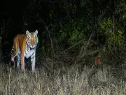 Royal Bengal Tiger Spotted in Arunachal Sanctuary After 20 Years