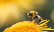 RSPCA Urges Public to Help Save Declining Bee Population in UK