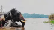 Sakrebailu Elephant Camp Closed for Tourists