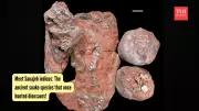 Sanajeh indicus: Prehistoric Snake That Hunted Baby Dinosaurs in India