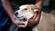 SC Allows Feeding Stray Dogs But Holds Caretakers Liable for Injuries
