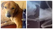 Scammers Exploit Injured Dog to Defraud Western Donors in Uganda