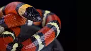 Scarlet Kingsnake: Harmless Imposter or Deadly Lookalike?