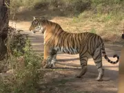 Search Intensifies for Two Missing Tigresses in Ranthambore Reserve