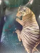 Second Cub of Man-Eating Tigress T-2 Captured in Chandrapur