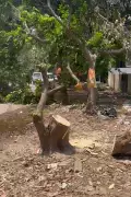 Second Forest Offence Report Filed in Gurgaon After Fresh Tree Cutting