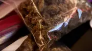 Senegal Army Destroys Cannabis Fields Funding Casamance Rebellion