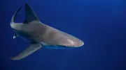 Shark Attack Claims Life on Australia's Great Barrier Reef