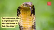 Shetphal: India's Snake Village Where Cobras Are Worshipped as Family