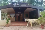 Shiv Sena (UBT) Opposes Sahyadri Tiger Reserve Corridor Plan